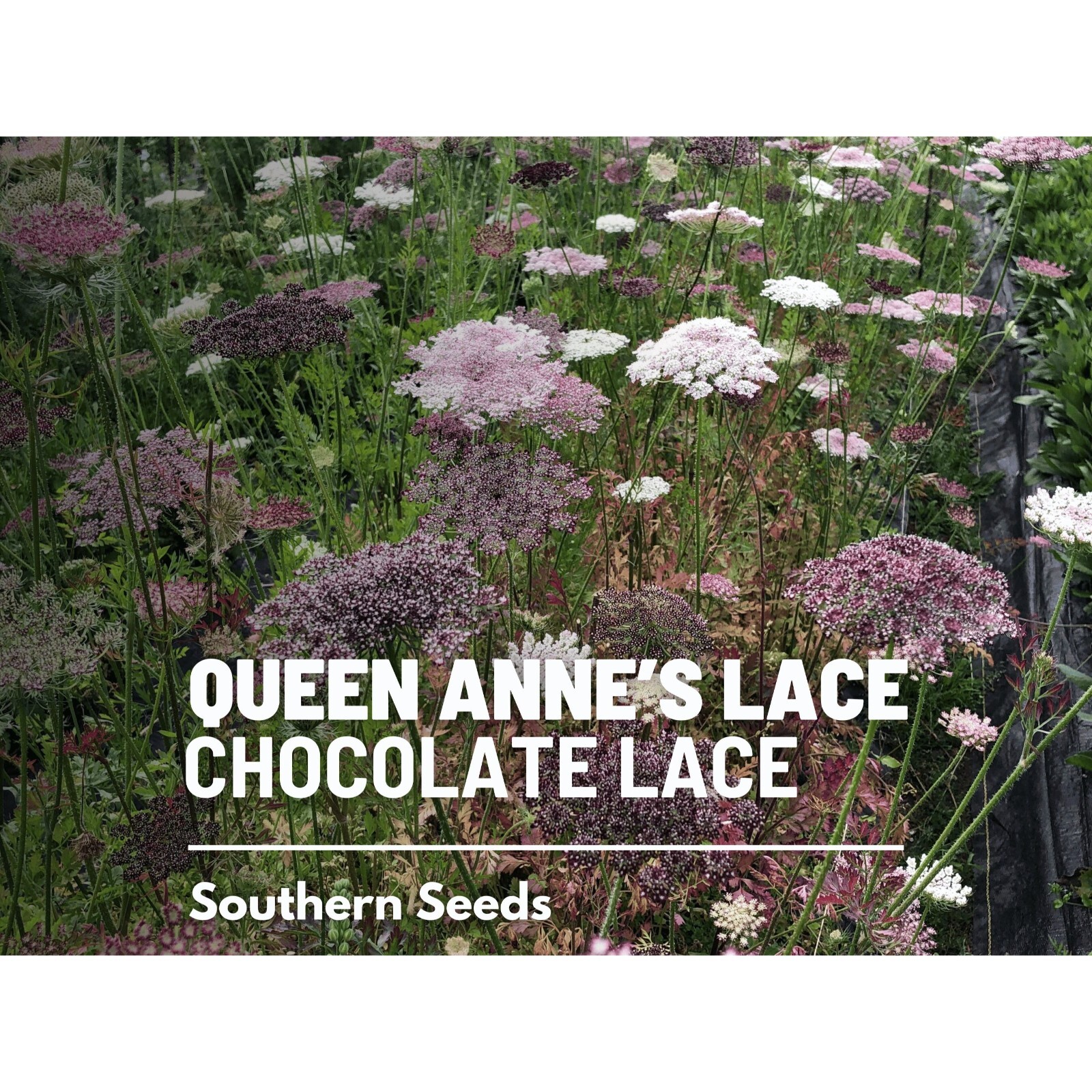 Queen Anne’s Lace, Chocolate Lace – 100 Seeds – Heirloom Flower – Burgundy, Coco