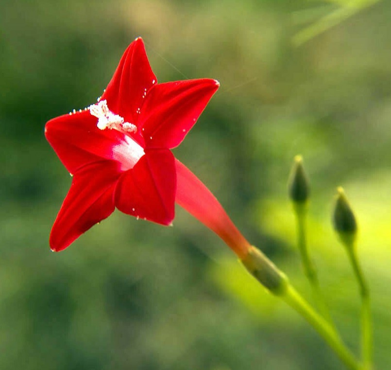 50+ CARDINAL CLIMBER SEEDS HUMMINGBIRD VINE RARE BEES FLOWER BLOOMS TRELLIS USA