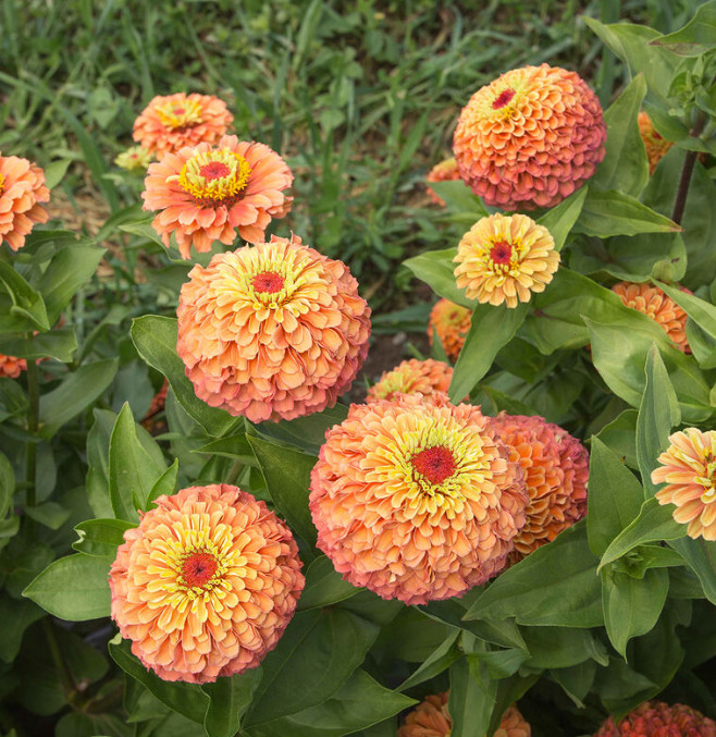 Zinnia QUEENY LIME ORANGE Cut Flower Garden Elegant Blooms Heirloom 25 Seeds