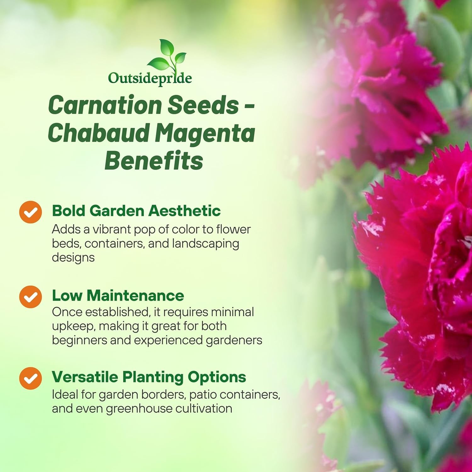 1000 Seeds Carnation Seeds – Dianthus Caryophyllus Chabaud Magenta Flower Seed