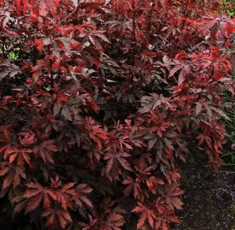 Mahogany Splendor Red Leaf Hardy Hibiscus-SMALL ROOTED STARTER Plant