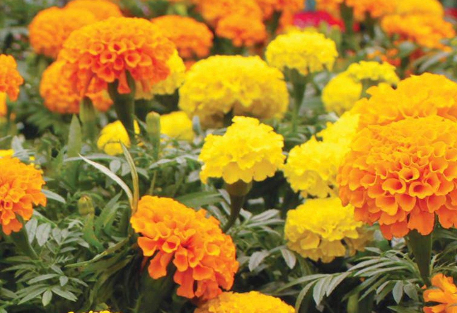 100+ Crackerjack African Marigold Seeds, Massive Ruffled Blooms, Bee-Friendly!