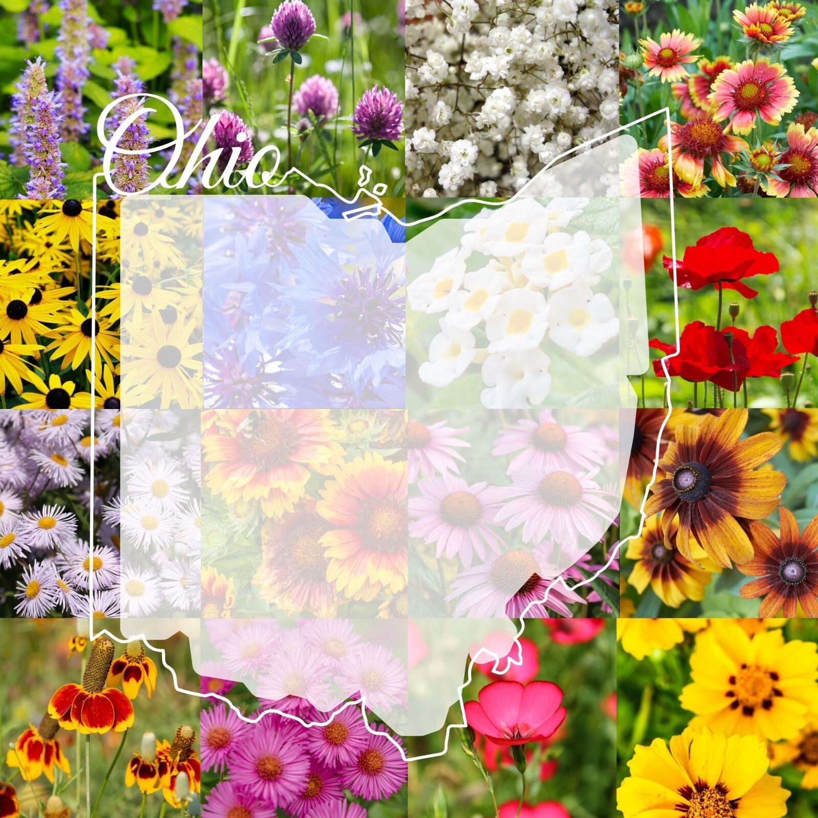 Ohio Wildflower Seed Mix 1 lb Covers 2,000 Sq Ft Pollinator Garden Seeds