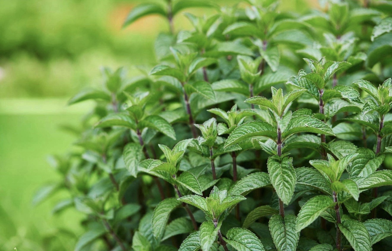 Spearmint Seeds Organic Non GMO Free Shipping!