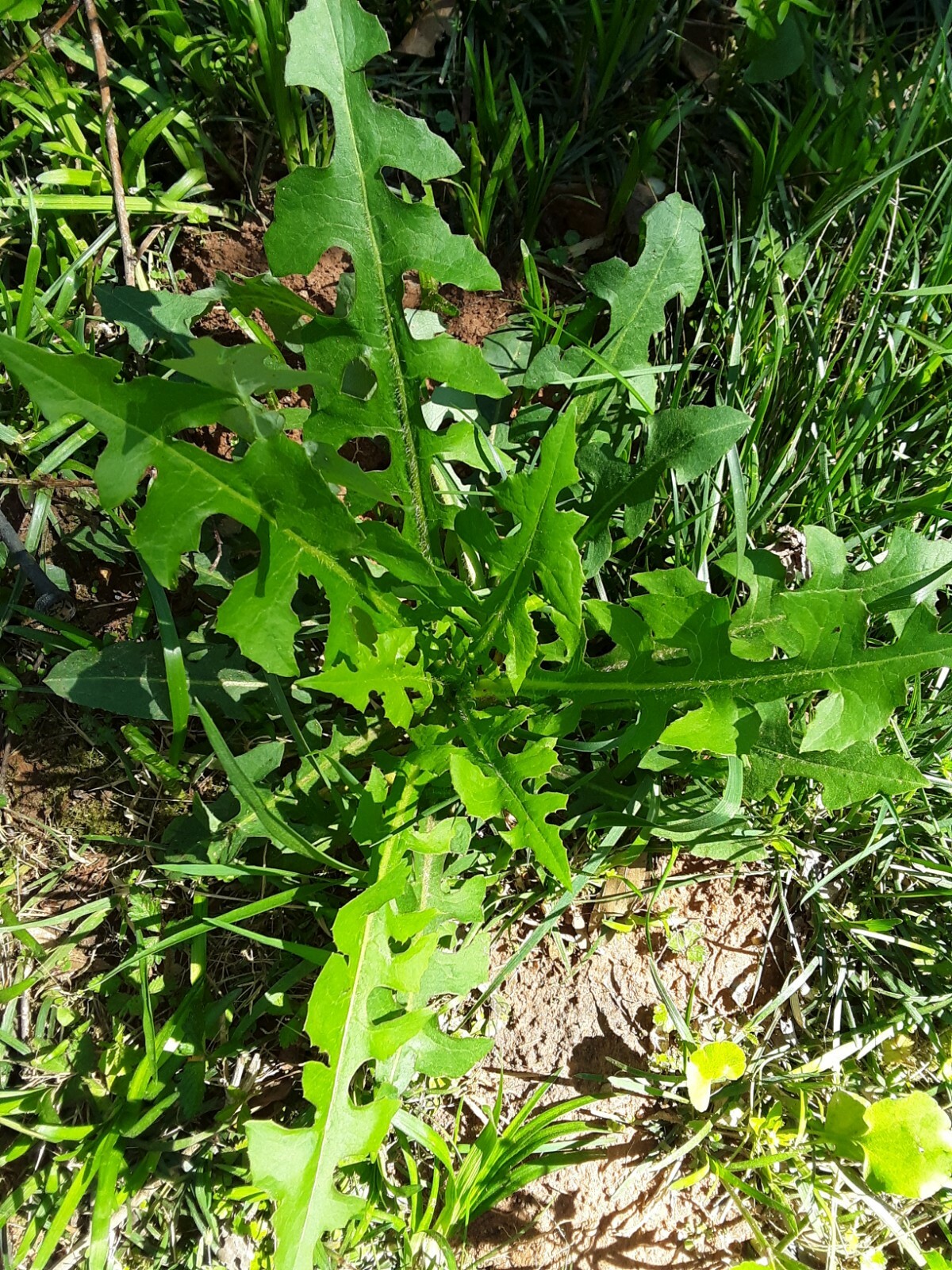 100 Wild/Opium Lettuce Seeds(LactucaVirosa)Medicinal Edible Plant.US grown seeds