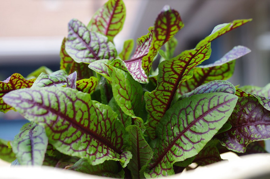 500 Red Veined Sorrel Seeds Rumex sanguineus Colorful in Salad