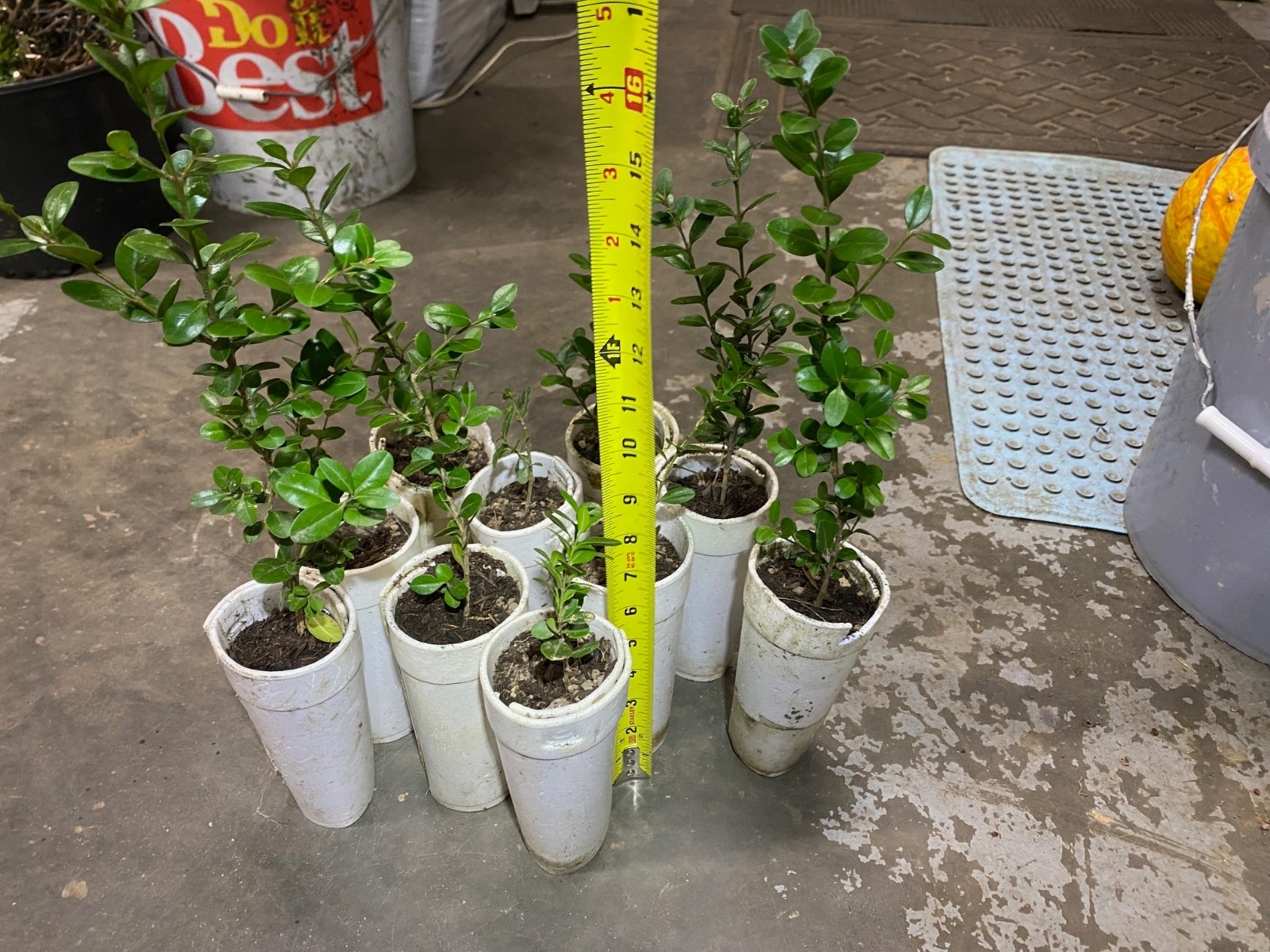 Boxwood bush 6-9″ tall (with free trifoliate orange tree)