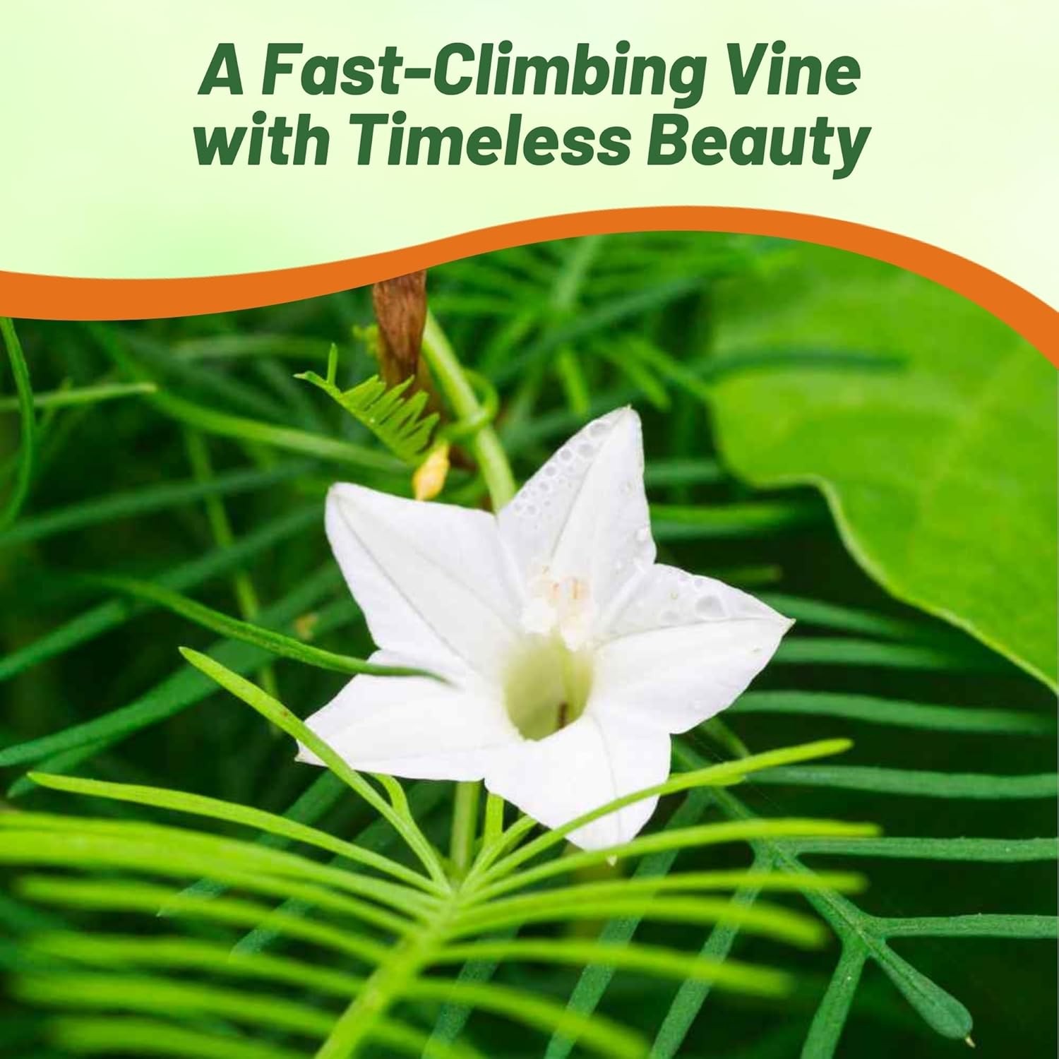 200 Seeds Cypress Vine Seeds – Ipomoea Pennata White Flower Seed
