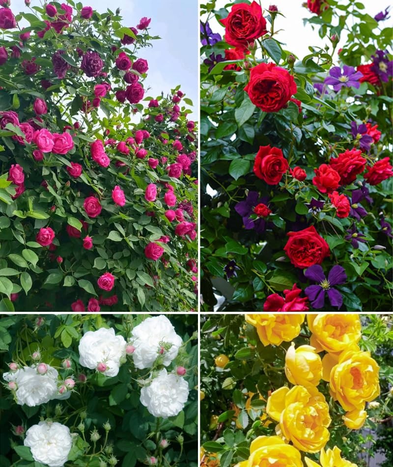 100+ Mixed Climbing Rose Seeds Heirloom Flowers Garden Planting