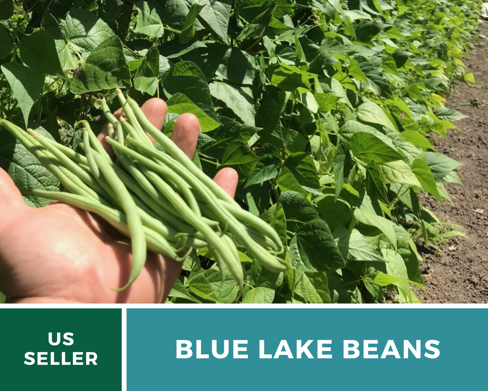 Bean, Blue Lake – 50 Seeds, Pole, Heirloom Vegetable (Phaseolus vulgaris)