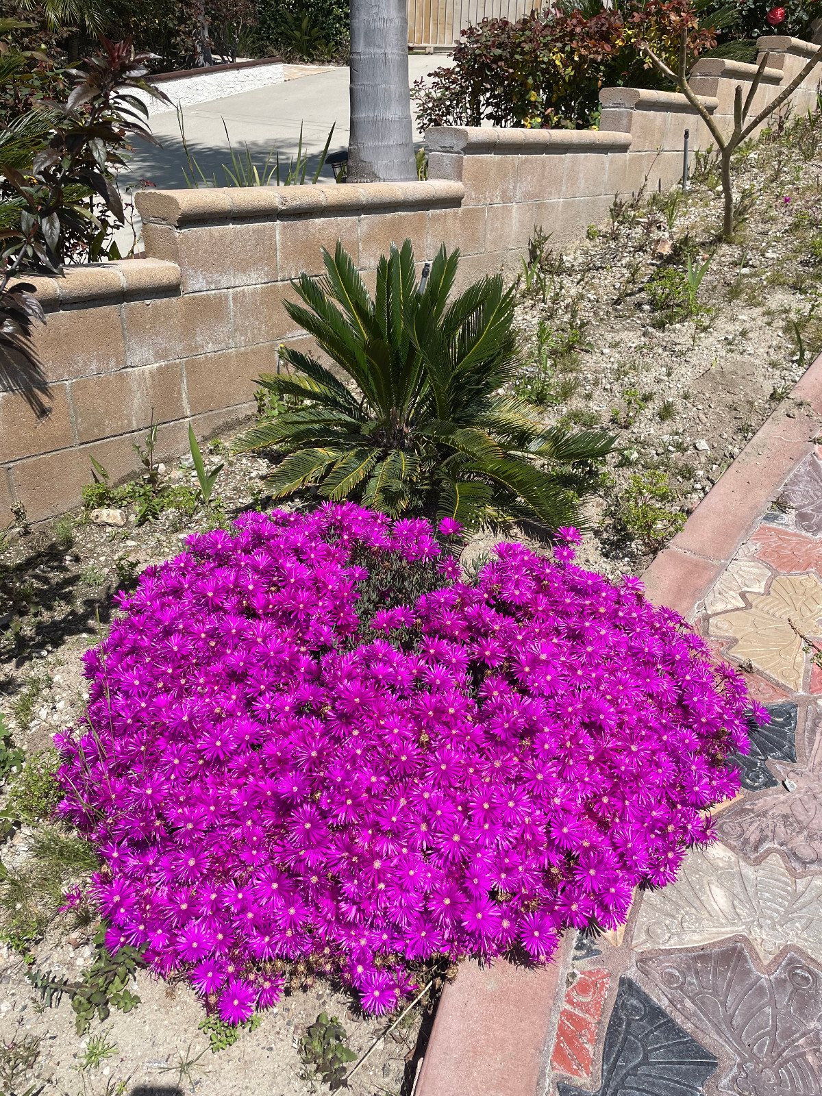 Multi Color DELOSPERMA ICE PLANT Flower cutting 10