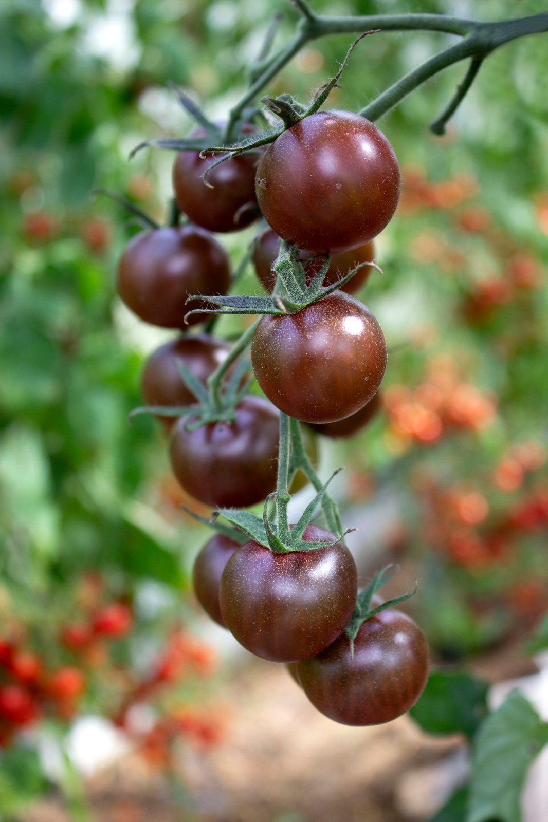 Black Opal Tomato Seeds. 15 Seeds, Free Shipping!