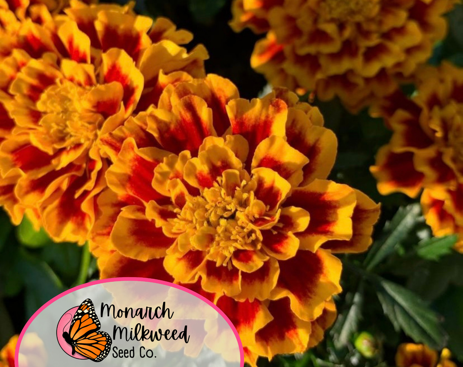 600+ Sparky Marigold Seeds | Heirloom, Non-GMO, Flower Gardening Seeds, USA