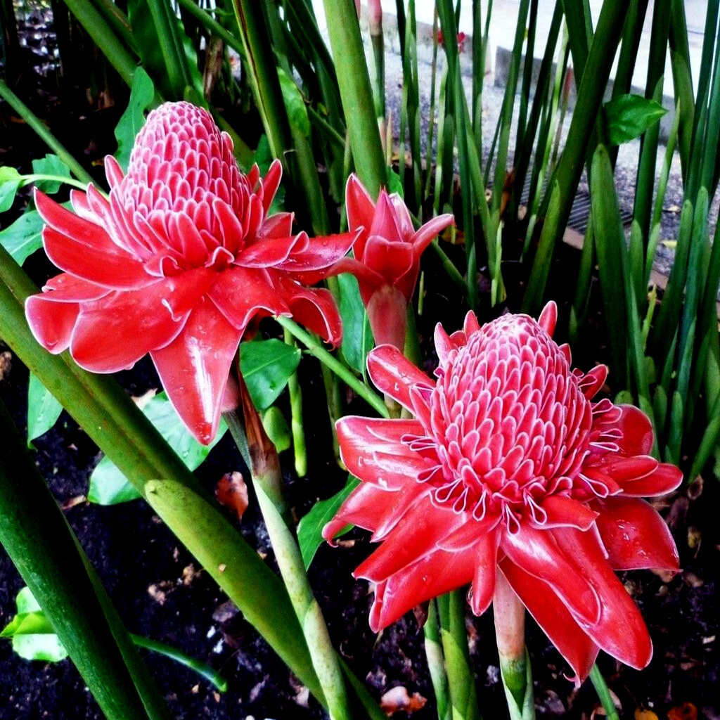 10 RED TORCH Ginger Seeds (Etlingera elatior) Flower Tropical Garden Plant RARE!