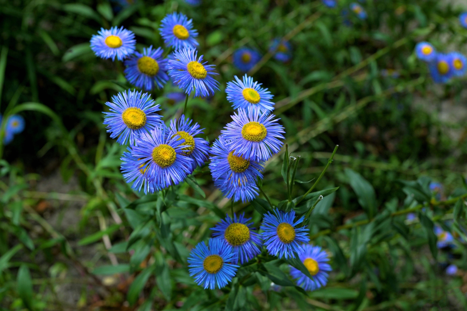 1000 BLUE FLEABANE DAISY (Dainty Aspen Fleabane) Erigeron Speciosus Flower Seeds