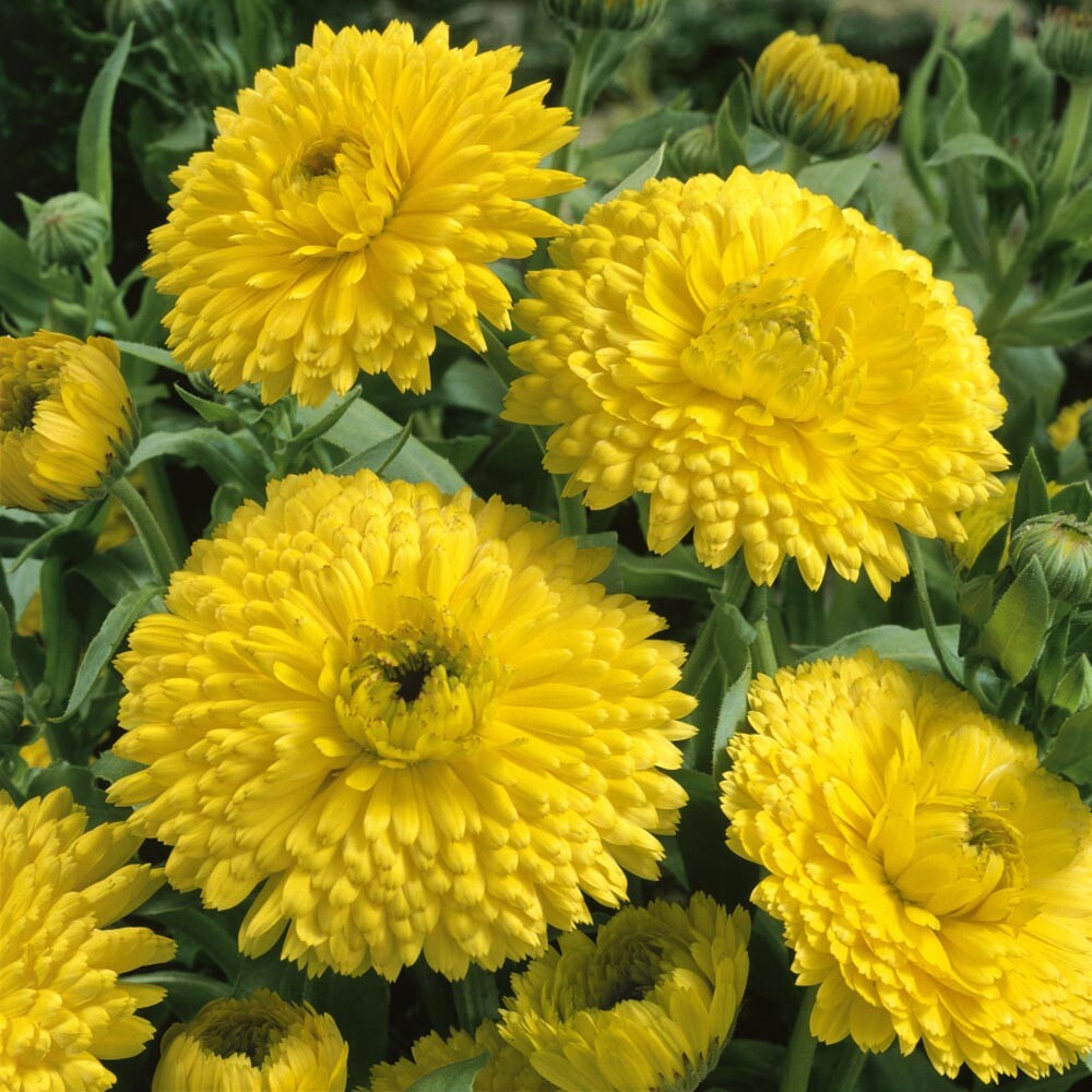 Golden Emperor Calendula Seeds | 20 – 400 Seeds | Non-GMO | Free Shipping | 1203
