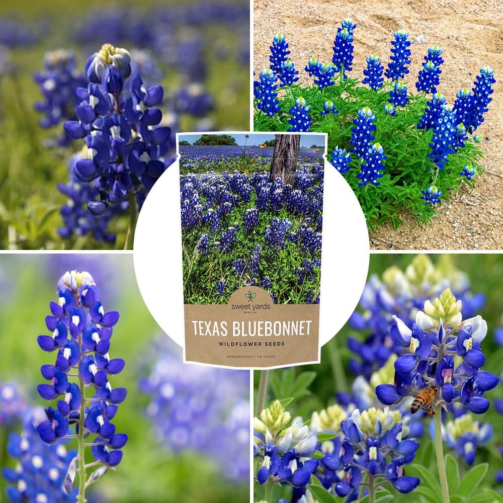 Native Wildflower Seeds Texas Bluebonnet 1/4 Pound Bag Over 4000 Seeds f