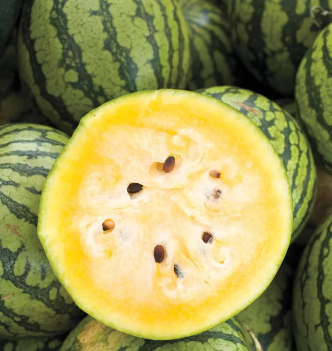 Yellow Crimson Watermelon Seeds | Heirloom Melon Tropical Fruit Seeds Fresh 2024