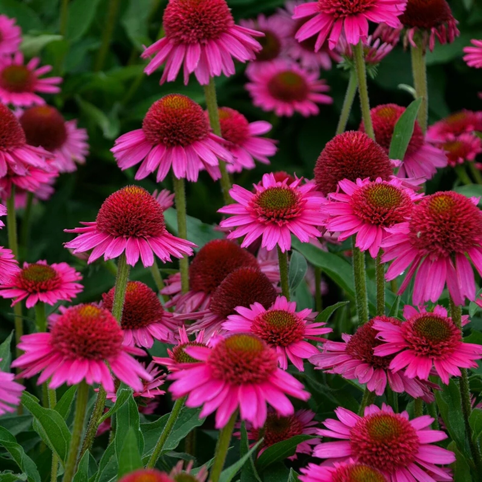 50 Watermelon Coneflower Seeds Echinacea Perennial Flower Seed Flowers US SELLER