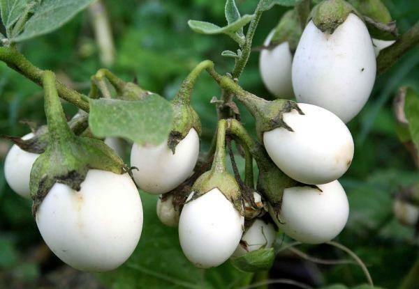 Solanum ovigerum | Easter Egg Plant | 10 Seeds