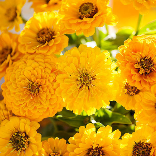 Zinnia LEMON MERINGUE Mix Flowers Pollinators Butterflies Love Non-GMO 100 Seeds