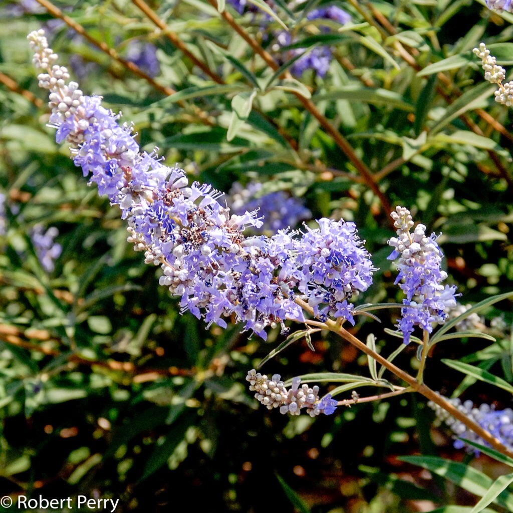50 CHASTE VITEX TREE SEEDS (Vitex agnus-castus) Monks Pepper, Hardy
