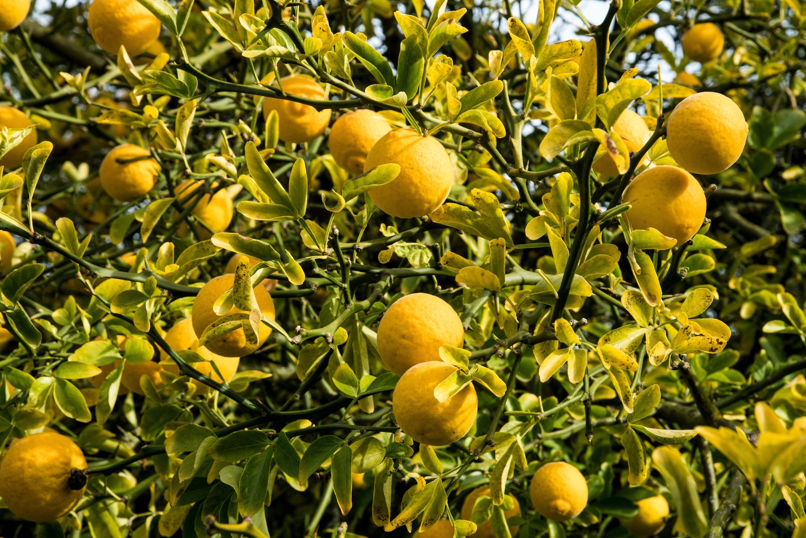 5 HARDY ORANGE TREE Trifoliate Citrus Trifoliata Poncirus Fruit Flower Seeds