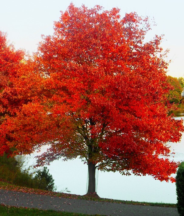 Southern Red Maple Tree | Premium Seeds | Acer rubrum ‘Summer’ | Plants’®