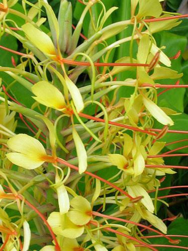 Hedychium gardnerianum | Himalayan Ginger | Kahili Ginger | 5 Seeds