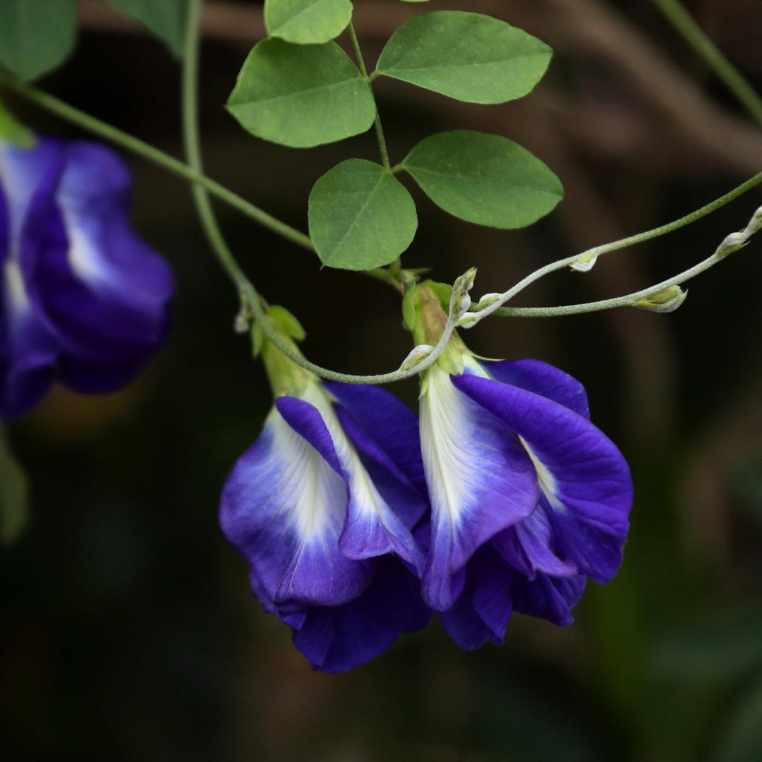 Fresh Butterfly Pea Seeds | Flower | Heirloom Non-GMO | Asian Flower Seeds