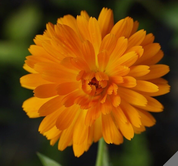 Ball’s Orange Calendula Marigold Seeds – NON-GMO – Free Shipping