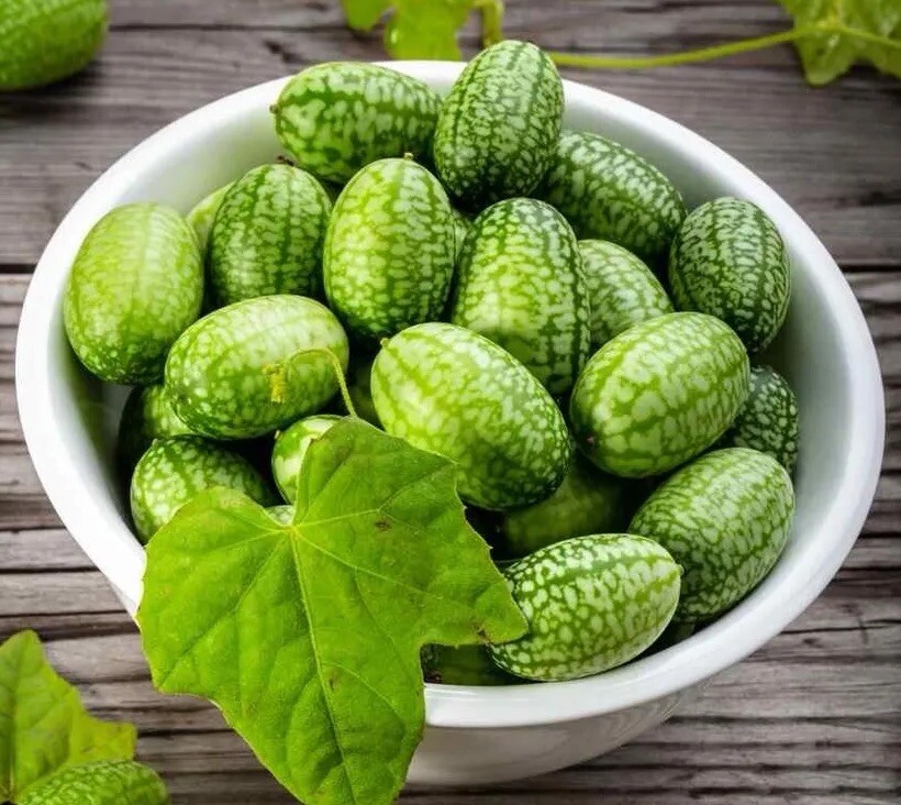 15+ Cucamelon Seeds, Mouse Melon – Melothria Scabra Mexican Sour Gherkin Non GMO