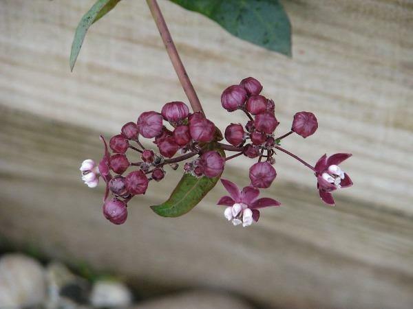 Asclepias cordifolia | Heartleaf Milkweed | 10 Seeds