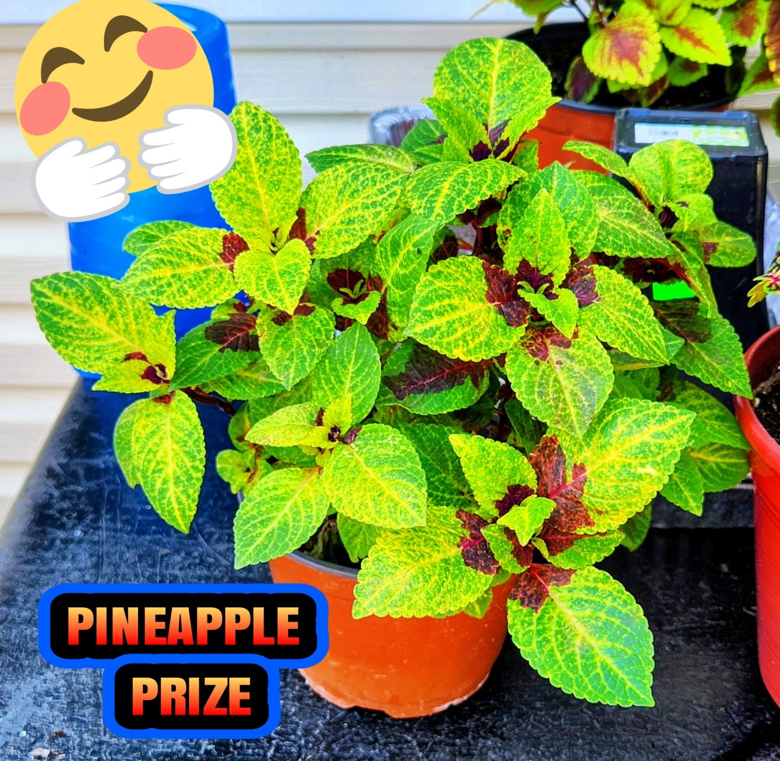 JIM’s CHOICE 8 PACK COLORFUL COLEUS SEEDS FREE SHIPPING