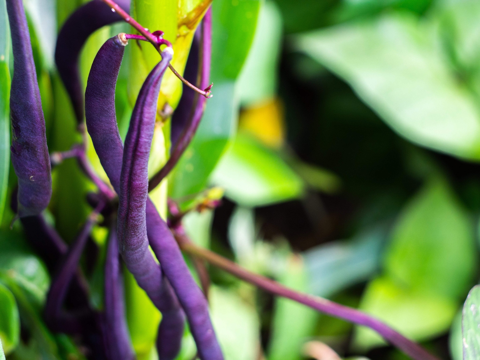 40 Royal PURPLE POD BEAN Phaseolus Vulgaris Vegetable Seeds