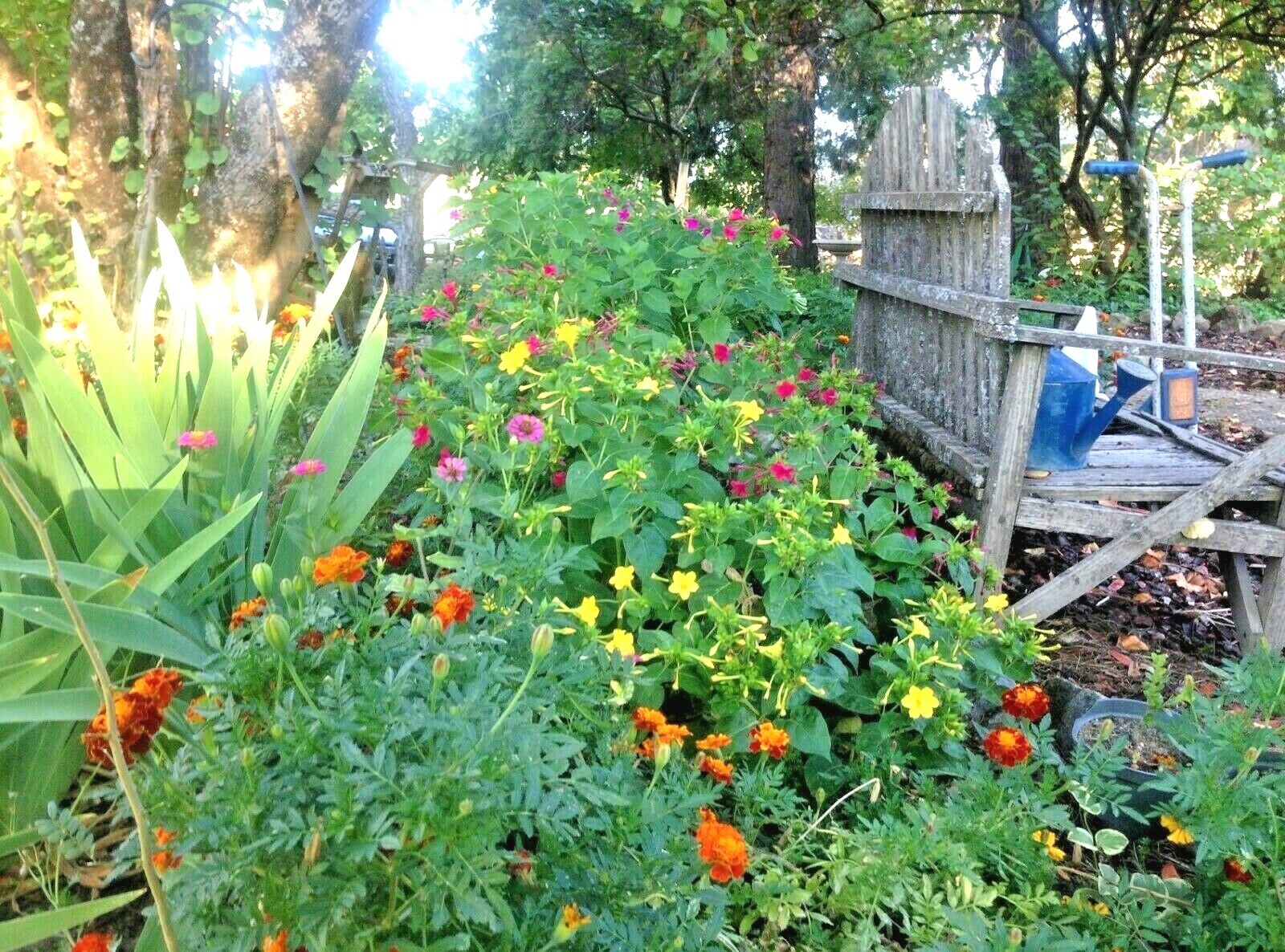 40+FOUR O CLOCK MIX Seed Wildflower Pollinators Fragrant Night Blooms Perennial