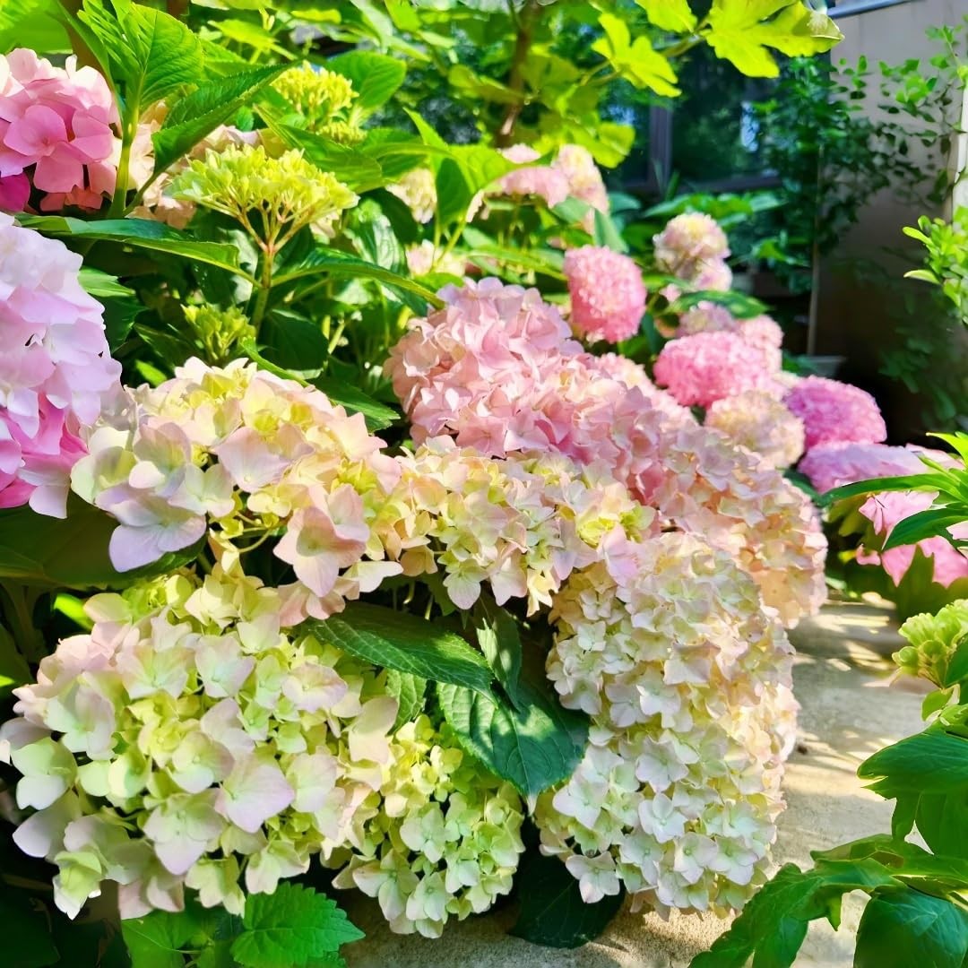 Hydrangea Seeds for Planting – 45pcs Large-Bloom Perennial Shrubs – Beautiful…