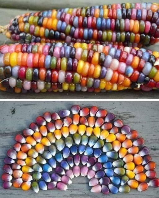 GLASS GEM Ornamental Indian Corn Seeds~Organic~POPCORN /DECORATION~Rainbow Color
