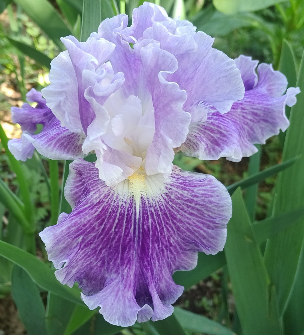 (4) TALL BEARDED IRIS RHIZOME RANDOM MIX BEAUTIFUL FLOWERS ROOT GARDEN PLANTS