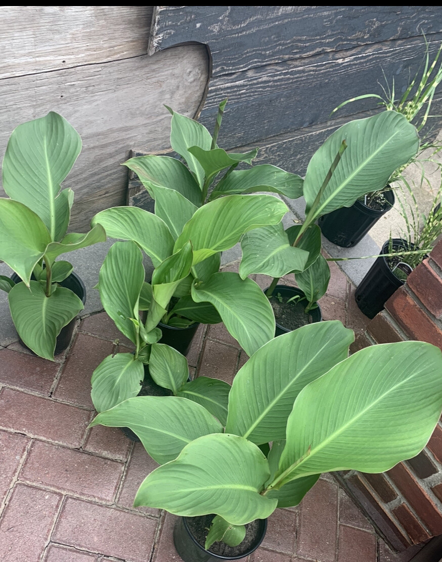 Rare Jumbo Canna Lily Rhizome 1 Pure Green Musifolia ~ Red/Orange/ Flower