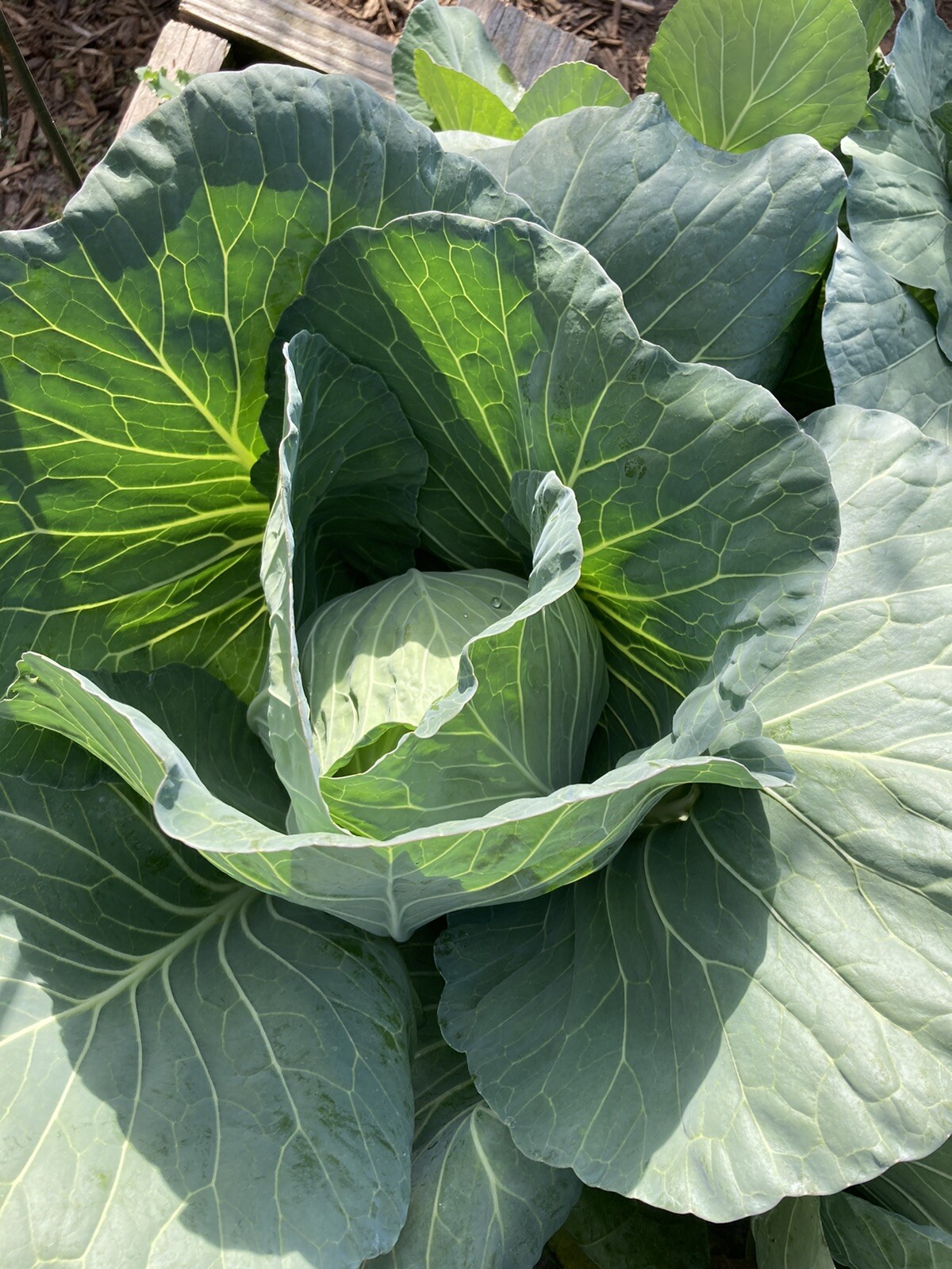 Copenhagen Cabbage Fresh Seeds Heirloom Garden Planting Non-GMO