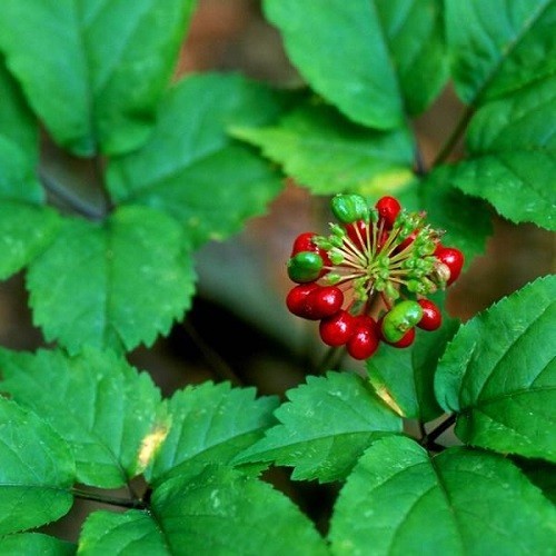 American Ginseng Seeds (Panax quinquefolius) – Fresh Stratified & Ready to Plant