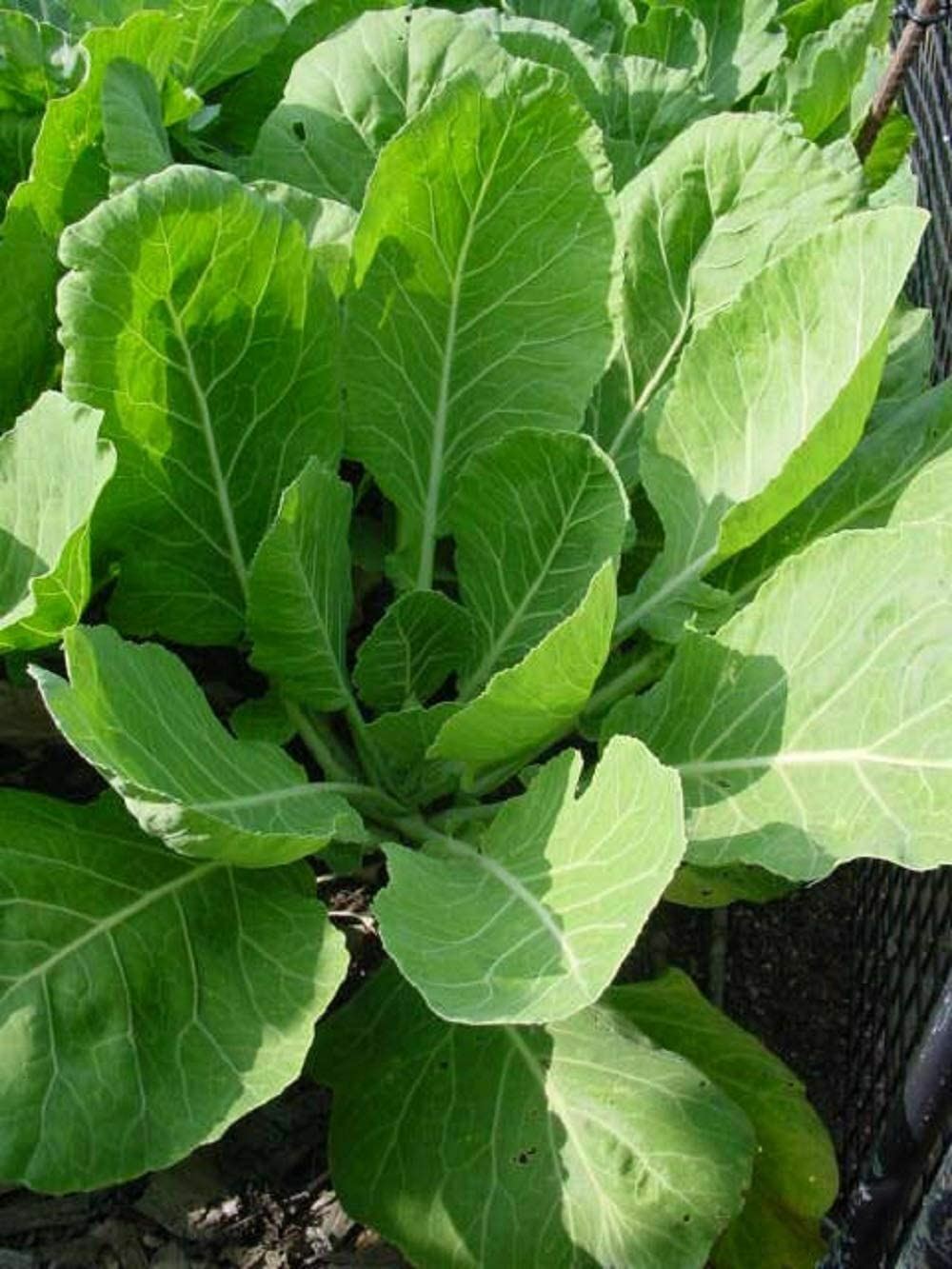 Collard Green Seeds , Vates Collard Green Seeds,”COOL BEANS N SPROUTS” Brand. H