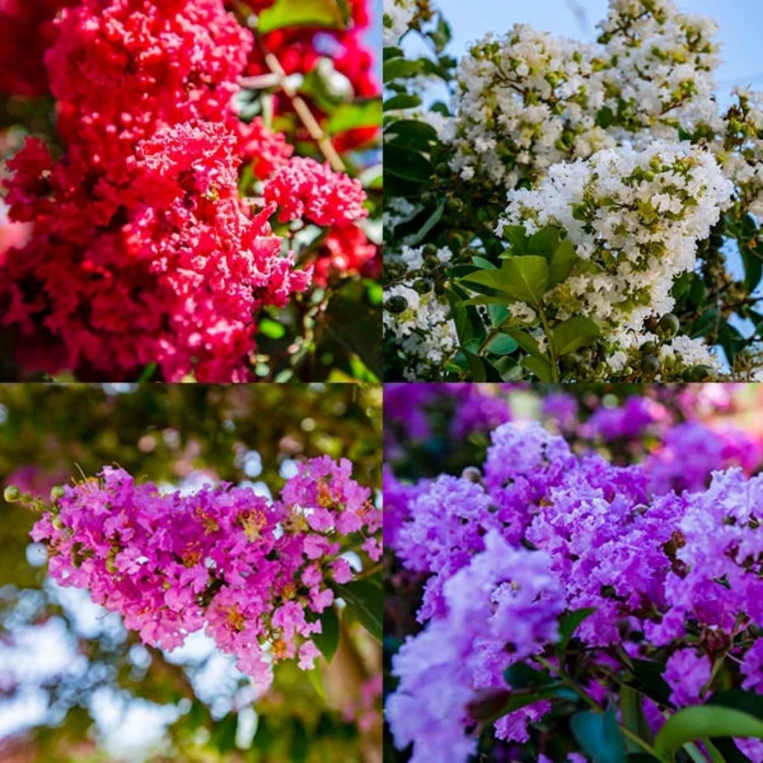 Crape Myrtle Seeds – 100+ GMO Free, Colorful Blooms Perfect for Outdoor Gardens