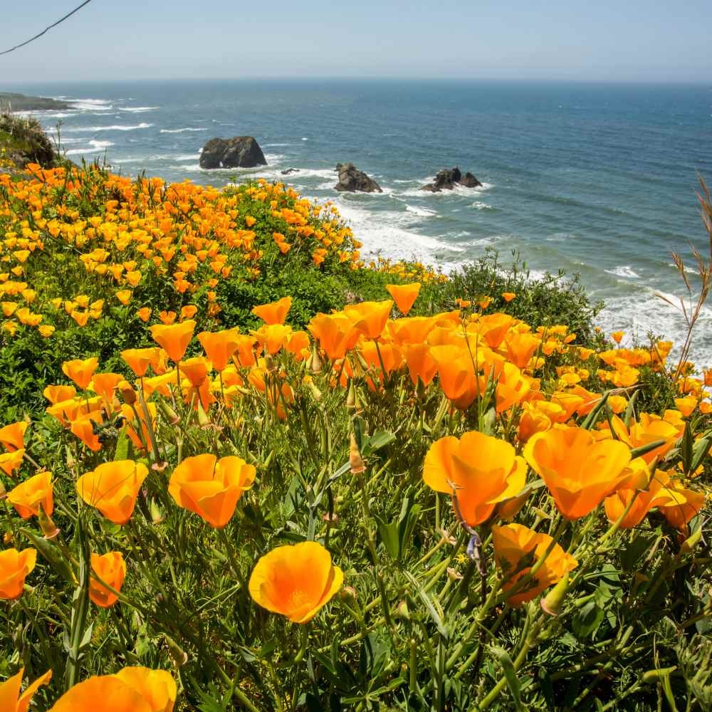 5000 Seeds Orange California Poppy Seeds For Planting | Eschscholzia Wild
