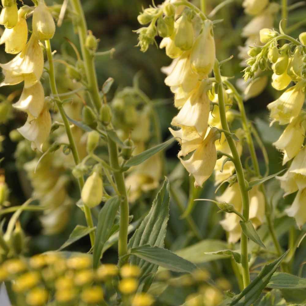 2000 seeds Foxglove Seeds – Digitalis Yellow Wildflower Seed