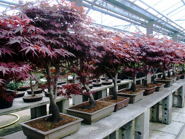 “BLOODGOOD” Red Japanese Maple Tree Seeds (Palmatum atropurpureum) Hardy Bonsai
