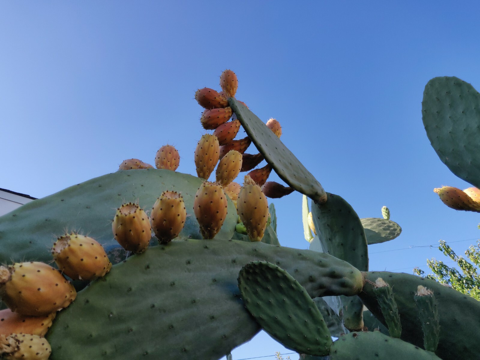 60 Opuntia Prickly Pear Cactus Fruit Tuna Sabra Cactus Organic Seeds Semillas