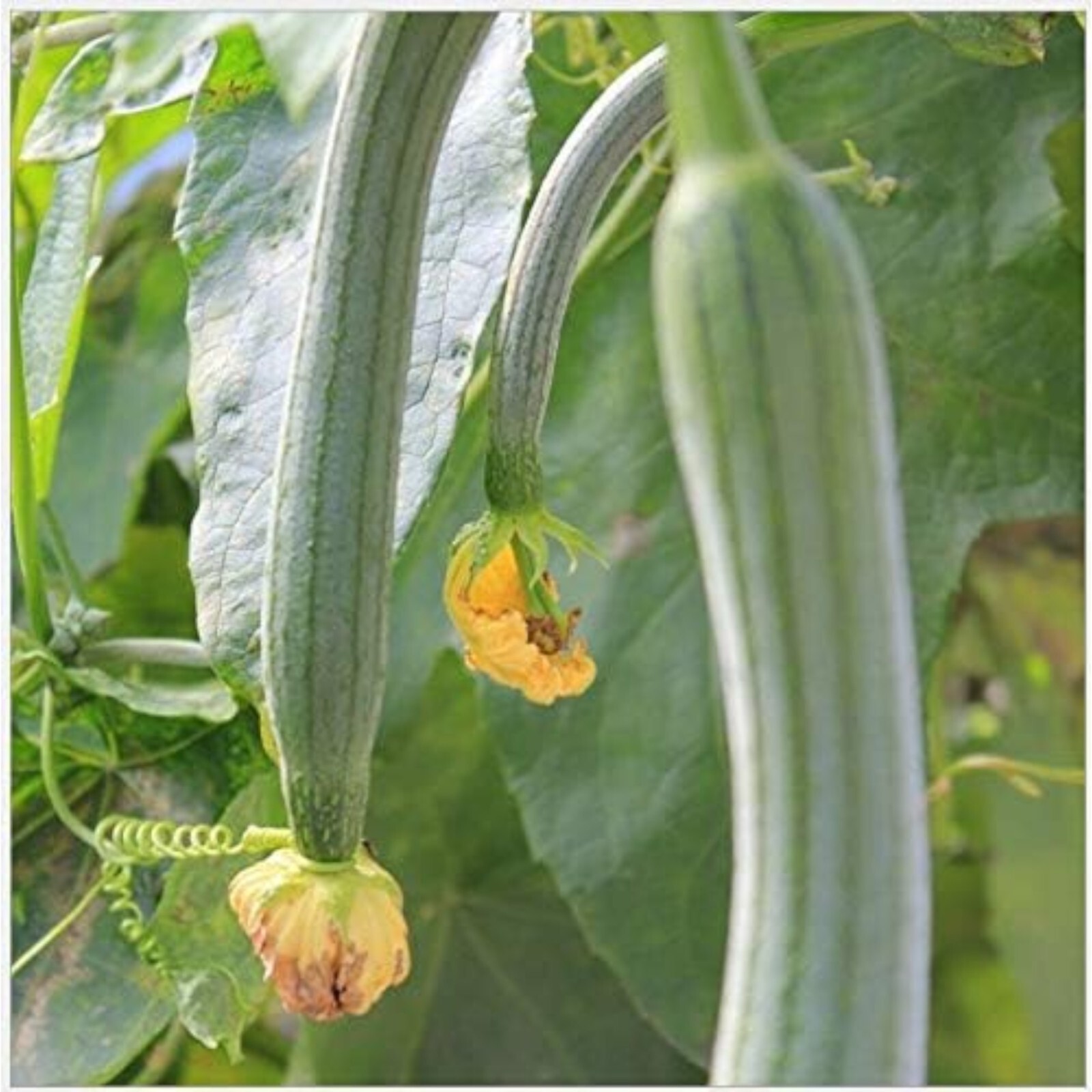 Super Long Luffa Gourd Seeds – 30 Seeds – Non-GMO Heirloom Variety