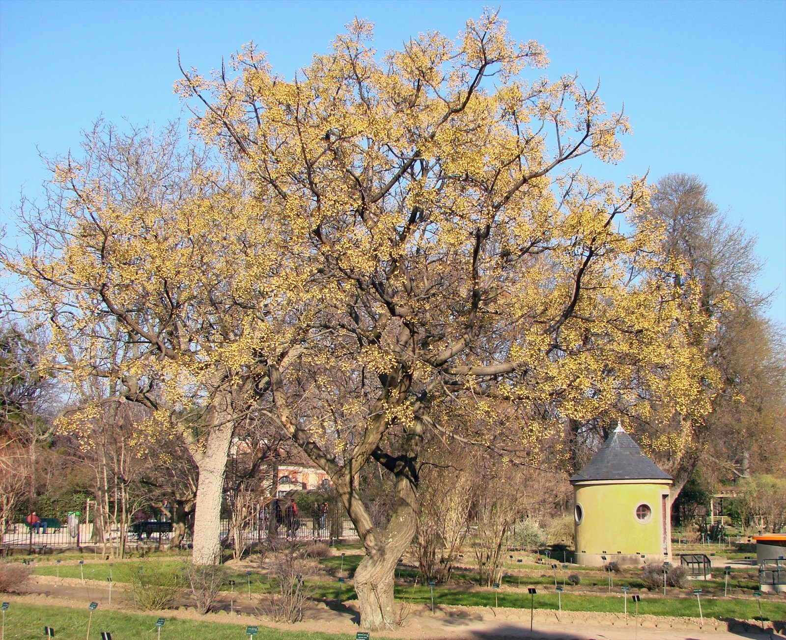 Chinaberry, Melia azedarach, Tree Seeds